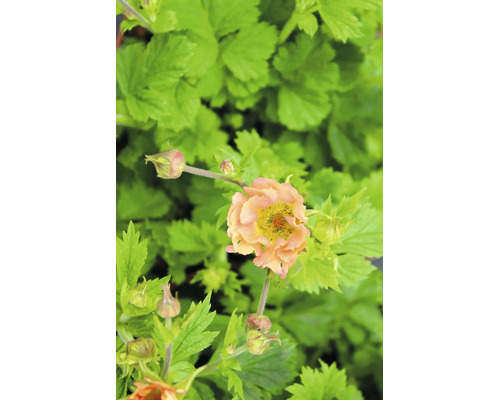 Nejlikrot Geum Cocktail Mai Tai med aprikosfärgad blomma, knoppar och grönt bladverk.