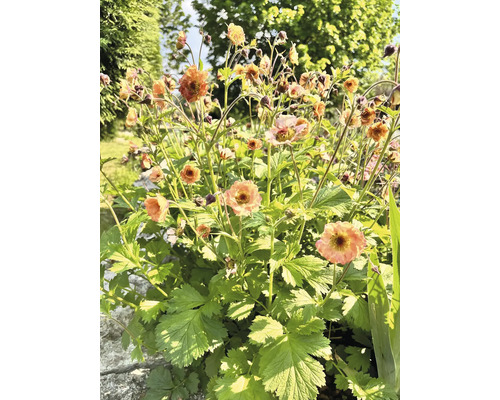 Blommande nejlikrot (Geum) med persikofärgade, krusiga blommor och gröna blad.