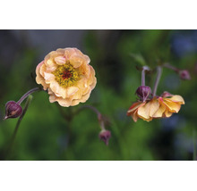 Nejlikrot Geum med aprikosfärgade dubbla blommor och mörka knoppar.