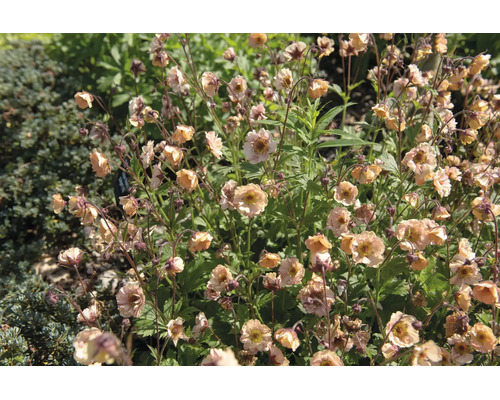 Blommande nejlikrot Geum med persikofärgade blommor i en trädgård.