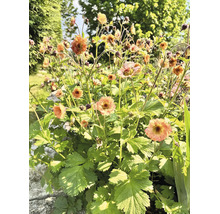 Blommande nejlikrot (Geum) med persikofärgade, krusiga blommor och gröna blad.