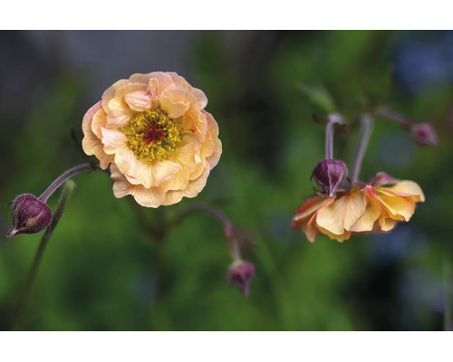 Nejlikrot Geum med aprikosfärgade dubbla blommor och mörka knoppar.
