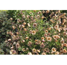 Blommande nejlikrot Geum med persikofärgade blommor i en trädgård.
