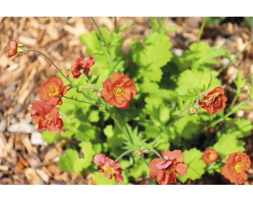Blommande humleblomster med flera orangea blommor och gröna blad i en rabatt med täckbark.