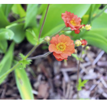 Blommande nejlikrot Geum med orangea blommor och gröna blad.