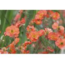 Blommande nejlikrot med orangea blommor.