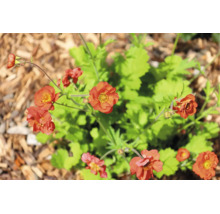 Blommande humleblomster med flera orangea blommor och gröna blad i en rabatt med täckbark.