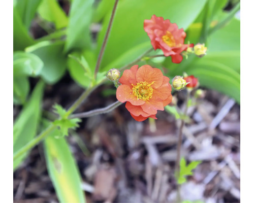 Blommande nejlikrot Geum med orangea blommor och gröna blad.