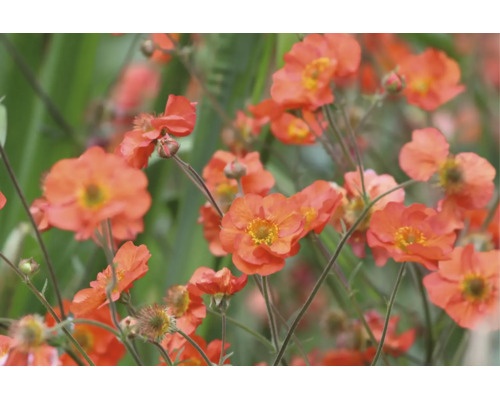 Blommande nejlikrot med orangea blommor.