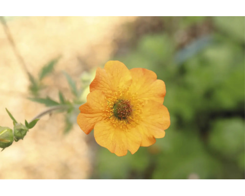 Nejlikrot Geum med orange blomma, flerårig trädgårdsväxt.