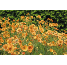 Nejlikrot Geum med flertalet orange blommor.