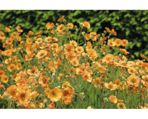 Nejlikrot Geum med flertalet orange blommor.