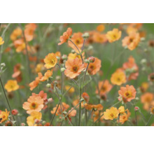 Nejlikrot Geum med persikofärgade blommor och gröna knoppar på en äng.