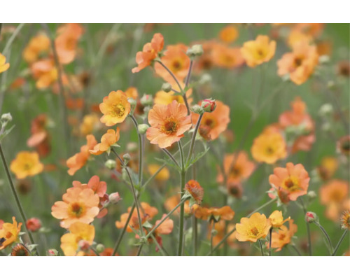 Nejlikrot Geum med persikofärgade blommor och gröna knoppar på en äng.