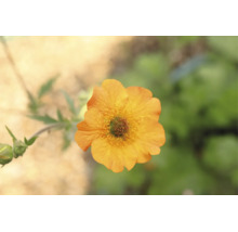 Nejlikrot Geum med orange blomma, flerårig trädgårdsväxt.