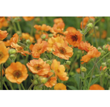 Blommande nejlikrot Geum med många orangea blommor och knoppar.