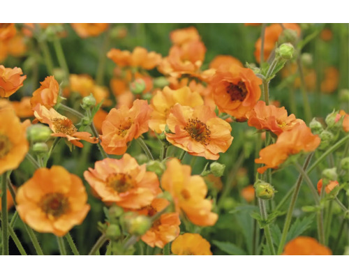 Blommande nejlikrot Geum med många orangea blommor och knoppar.