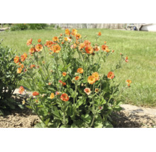 Blommande humleblomster Geum coccineum med orangea blommor och gröna blad i en ljus trädgårdsrabatt.