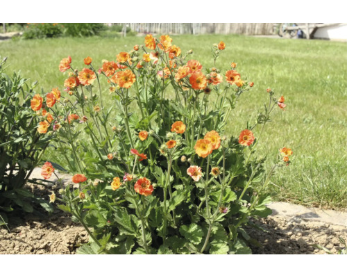 Blommande humleblomster Geum coccineum med orangea blommor och gröna blad i en ljus trädgårdsrabatt.
