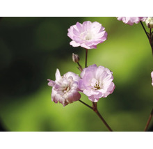 Närbild av ljusrosa brudslöja på tunna stjälkar.
