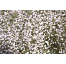 Närbild av brudslöja med många små, ljusa blommor.