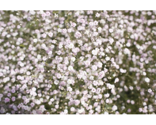 Närbild av brudslöja med många små, ljusa blommor.