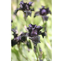 Trädgårdsiris Iris germanica med mörklila vågiga kronblad.