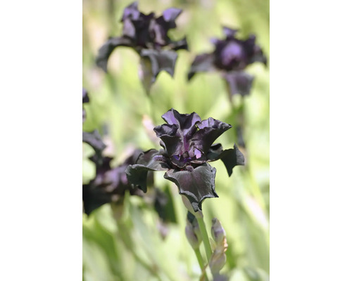Trädgårdsiris Iris germanica med mörklila vågiga kronblad.