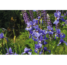 Blå irisar och lila lupiner som blommar i en ljus, solig trädgård.