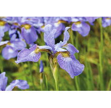 Närbild av en blommande iris med lila kronblad och gult mönster i en trädgård.