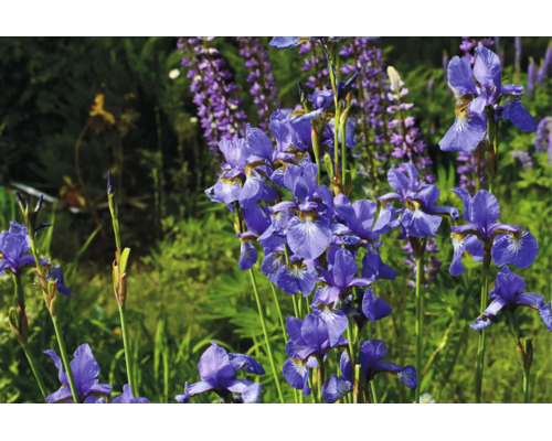 Blå irisar och lila lupiner som blommar i en ljus, solig trädgård.