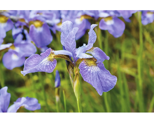 Närbild av en blommande iris med lila kronblad och gult mönster i en trädgård.