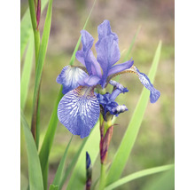 Strandiris Iris sibirica med blå-lila kronblad och vit-gula mönster samt långa gröna blad.