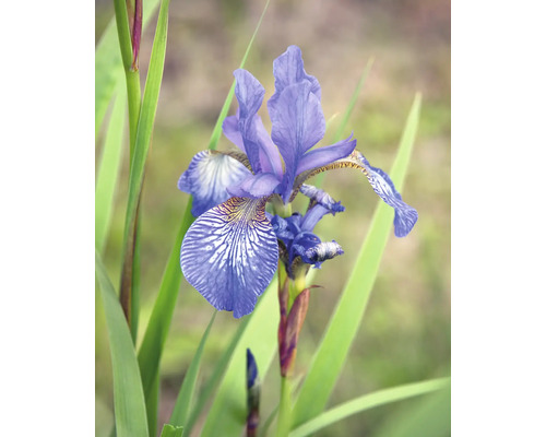 Strandiris Iris sibirica med blå-lila kronblad och vit-gula mönster samt långa gröna blad.