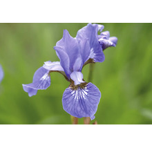 Blommande lila sibirisk iris med fin mönstring på kronbladen.