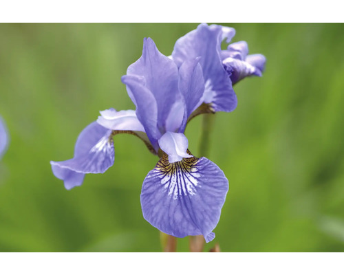 Blommande lila sibirisk iris med fin mönstring på kronbladen.