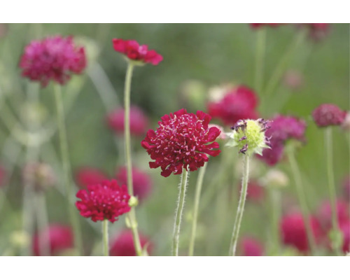 Praktvädd Scabiosa atropurpurea med runda blomhuvuden på långa stjälkar.