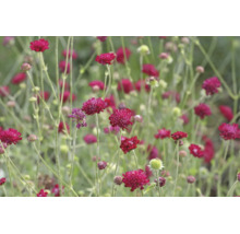Mörkröd vädd Scabiosa med runda blomhuvuden på långa, tunna stjälkar.