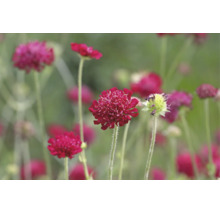 Praktvädd Scabiosa atropurpurea med runda blomhuvuden på långa stjälkar.