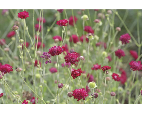 Mörkröd vädd Scabiosa med runda blomhuvuden på långa, tunna stjälkar.