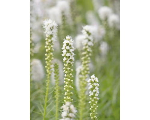 Vit rosenstav Liatris spicata Alba med höga blomställningar.