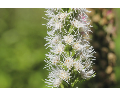 Vit rosenstav Liatris spicata Alba med fjäderliknande blommor.