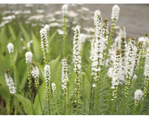 Vit rosenstav Liatris spicata Alba med höga fjäderlika blomställningar i en trädgård.