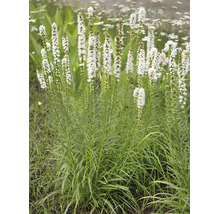 Rosenstav Alba med höga, upprättstående blomax och smala blad.