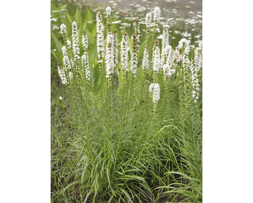 Rosenstav Alba med höga, upprättstående blomax och smala blad.