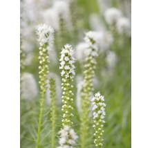Vit rosenstav Liatris spicata Alba med höga blomställningar.