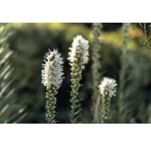 Vit rosenstav Liatris spicata i trädgården, en härdig perenn med upprättstående blomax.