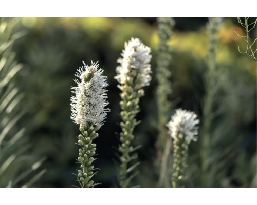 Vit rosenstav Liatris spicata i trädgården, en härdig perenn med upprättstående blomax.