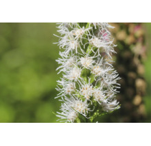 Vit rosenstav Liatris spicata Alba med fjäderliknande blommor.