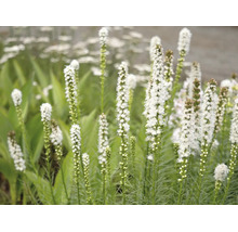 Vit rosenstav Liatris spicata Alba med höga fjäderlika blomställningar i en trädgård.
